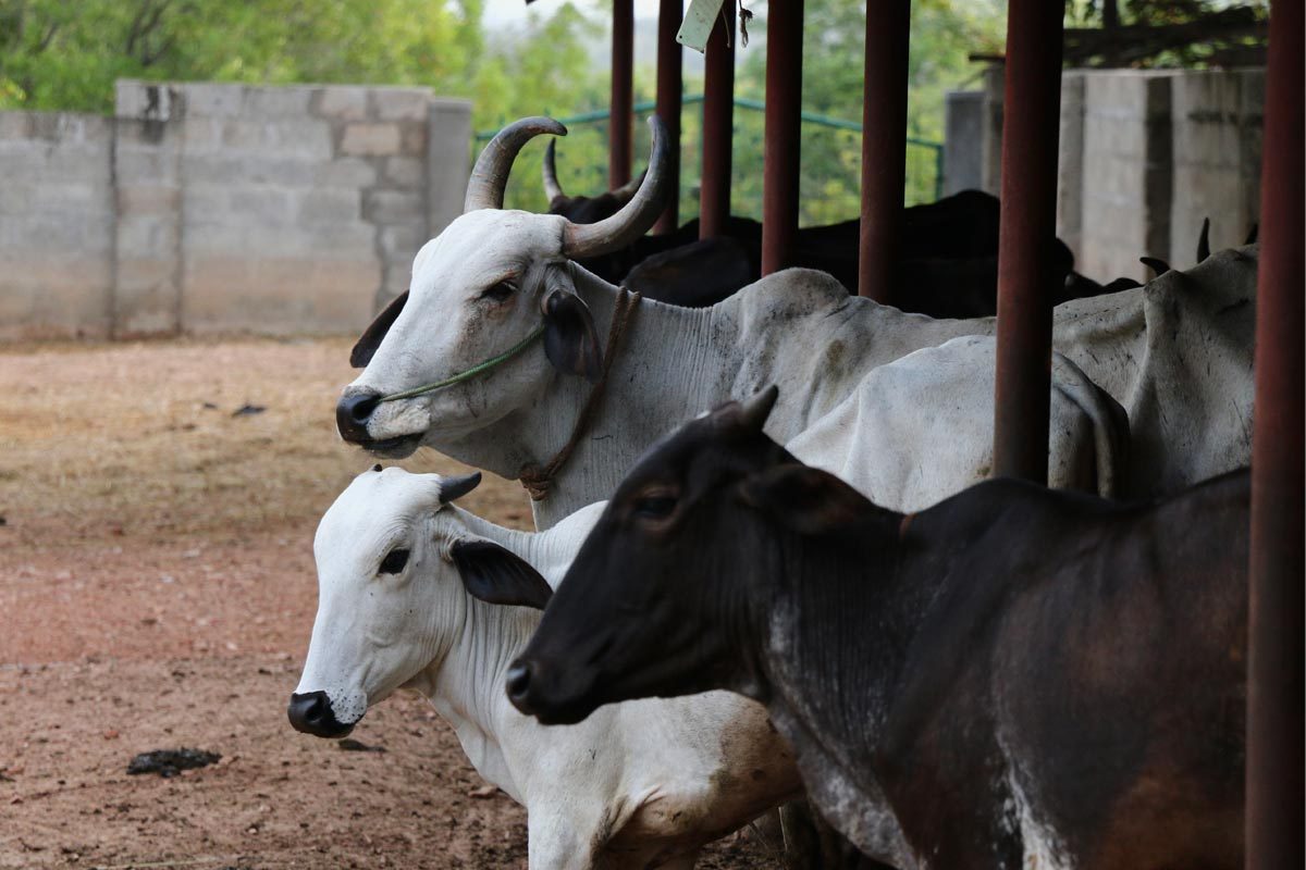 a15-cows-at-goshala-1200×800 a15-cows-at-goshala-1200x800